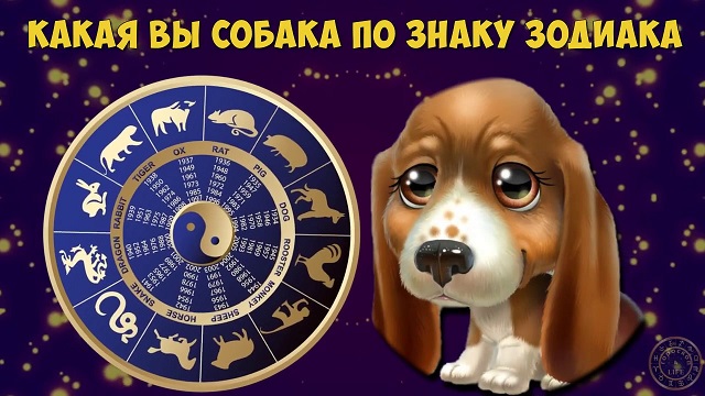 гороскоп собака весы